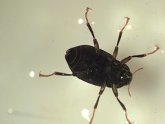 Optioservus