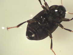 Optioservus