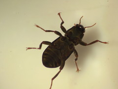 Stenelmis
