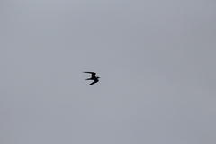 Sterna hirundo hirundo