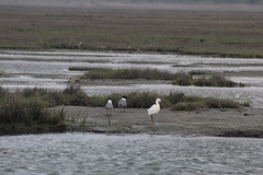 Leucophaeus atricilla megalopterus