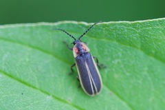 Photinus indictus