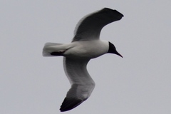 Leucophaeus atricilla megalopterus