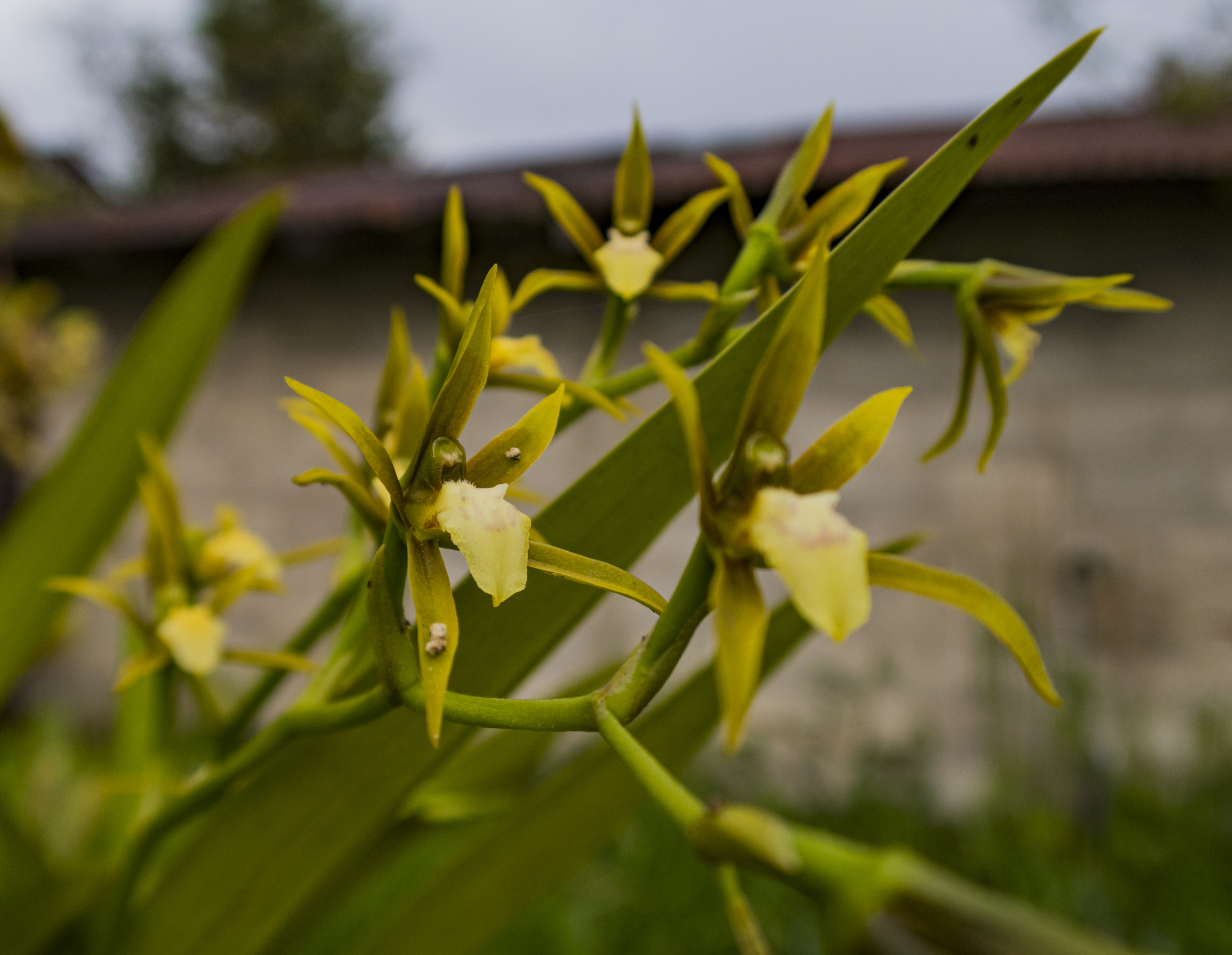 Brassia euodes Rchb.f. 2