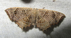 Epiplema reticulata