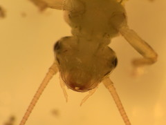 Isogenoides
