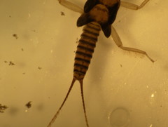 Isogenoides