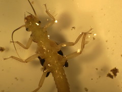 Isogenoides