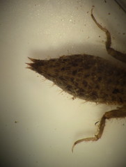 Cordulegastridae