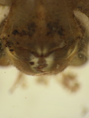 Cordulegastridae