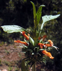 Leonotis nepetifolia nepetifolia
