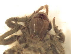 Dromogomphus