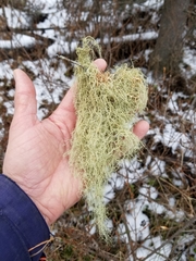Usnea subscabrosa
