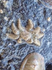 Neohymenicus pubescens