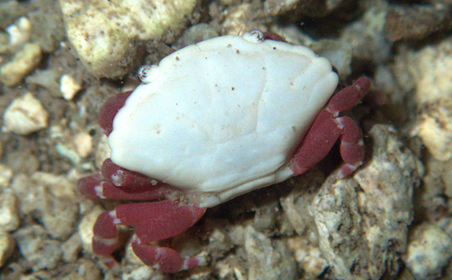 Liomera tristis observed 2023-05-19