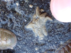 Neohymenicus pubescens