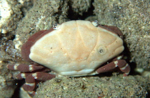 Liomera tristis observed 2023-05-19