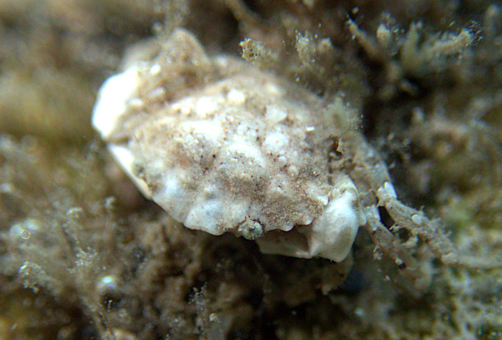 Metaxanthops