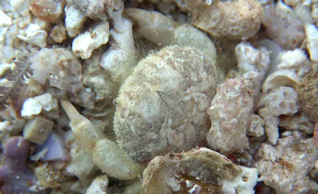 Palapedia rastripes