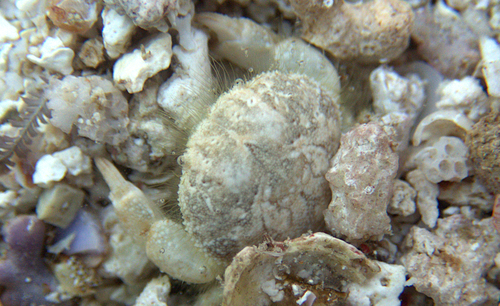 Palapedia