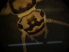 Isogenoides
