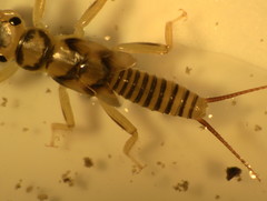 Perlodidae