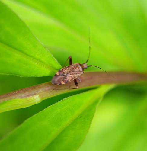 Spotted plant bug photo 5