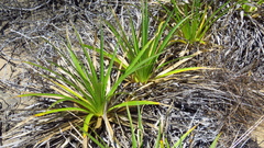 Eryngium paniculatum