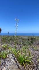 Eryngium paniculatum
