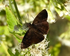 Pellicia dimidiata dimidiata