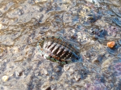 Sypharochiton sinclairi