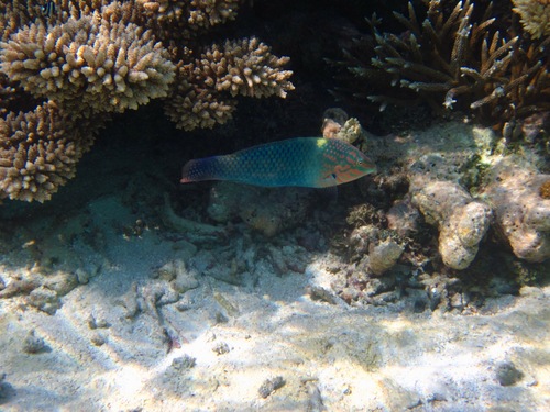 Checkerboard Wrasse — seen at this dive site