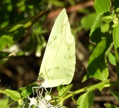 Aphrissa statira statira