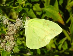 Aphrissa statira statira