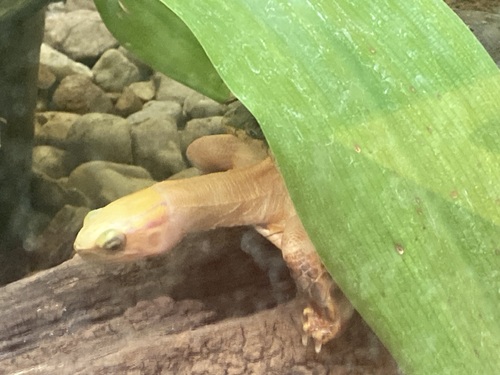 McCord's Box Turtle, Cuora mccordi