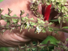 Ocimum gratissimum