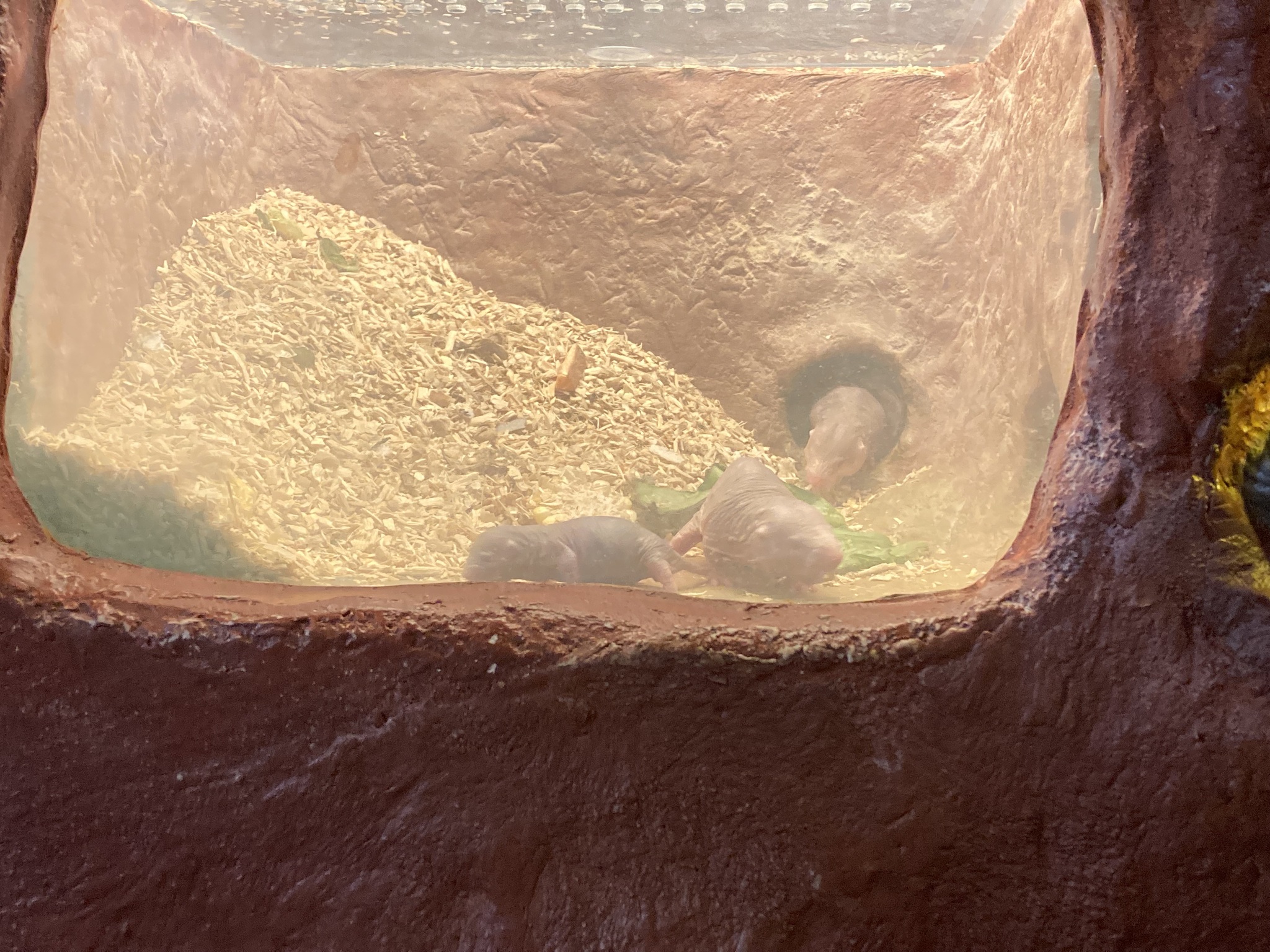 desert mole rat, naked mole-rat, sand puppy
