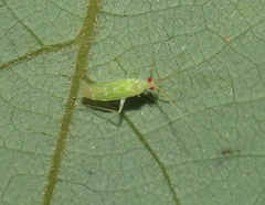 Orthotylinae