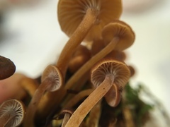 Xeromphalina brunneola