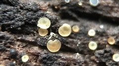 Orbiliales