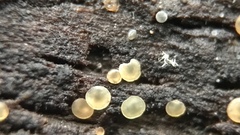 Orbiliales