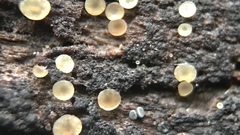 Orbiliales