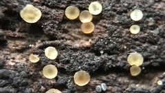 Orbiliales