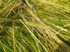Meadow Barley (Hordeum secalinum)