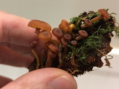 Xeromphalina brunneola