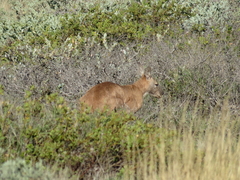 Osphranter robustus erubescens