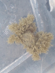 Neohymenicus pubescens