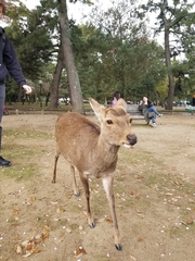 Cervus nippon