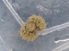 Neohymenicus pubescens