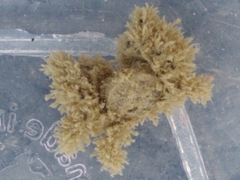 Neohymenicus pubescens